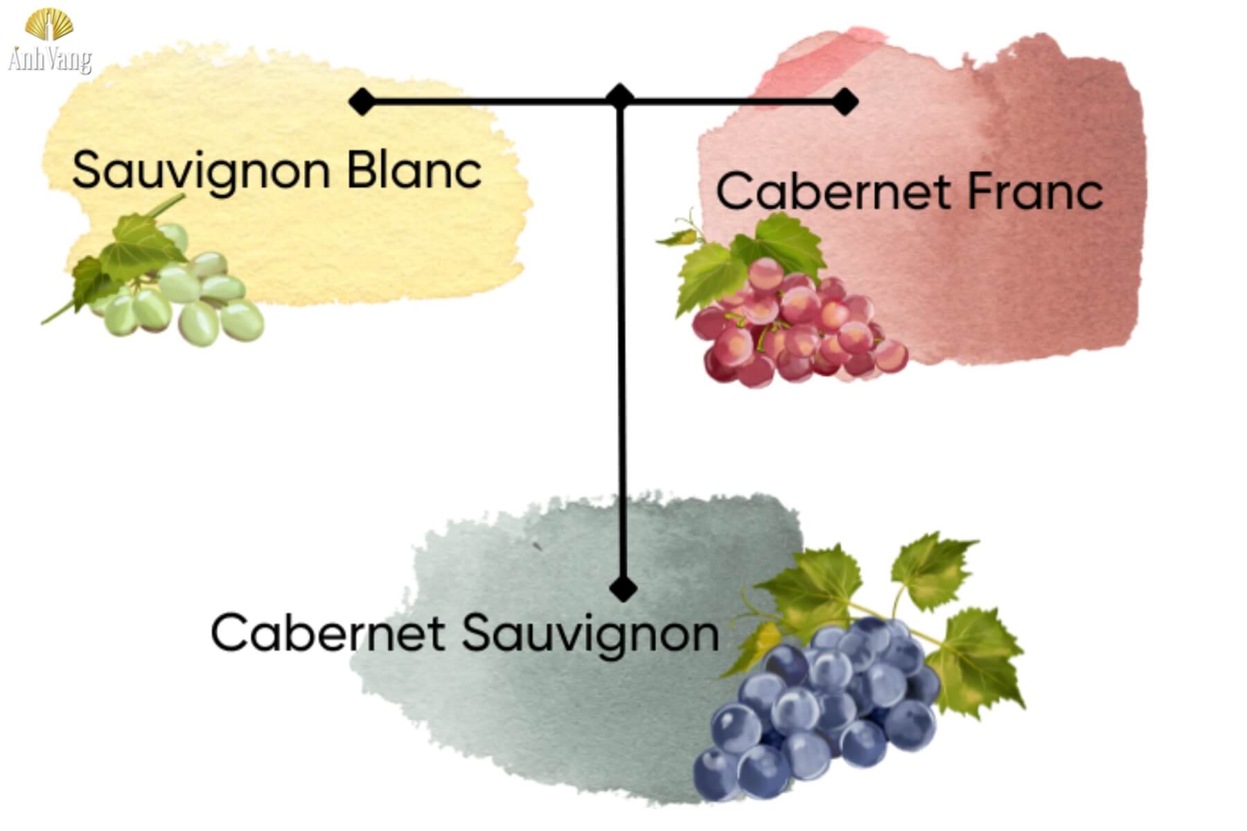 nguon-goc-va-lich-su-cabernet-franc