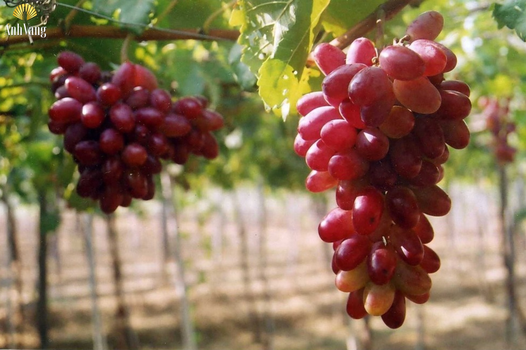 nho-an-tuoi