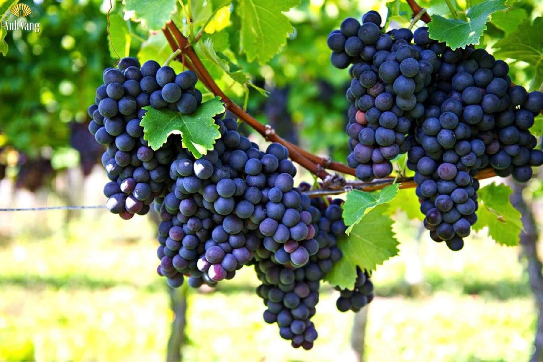 nho-do-trong-tai-sicily