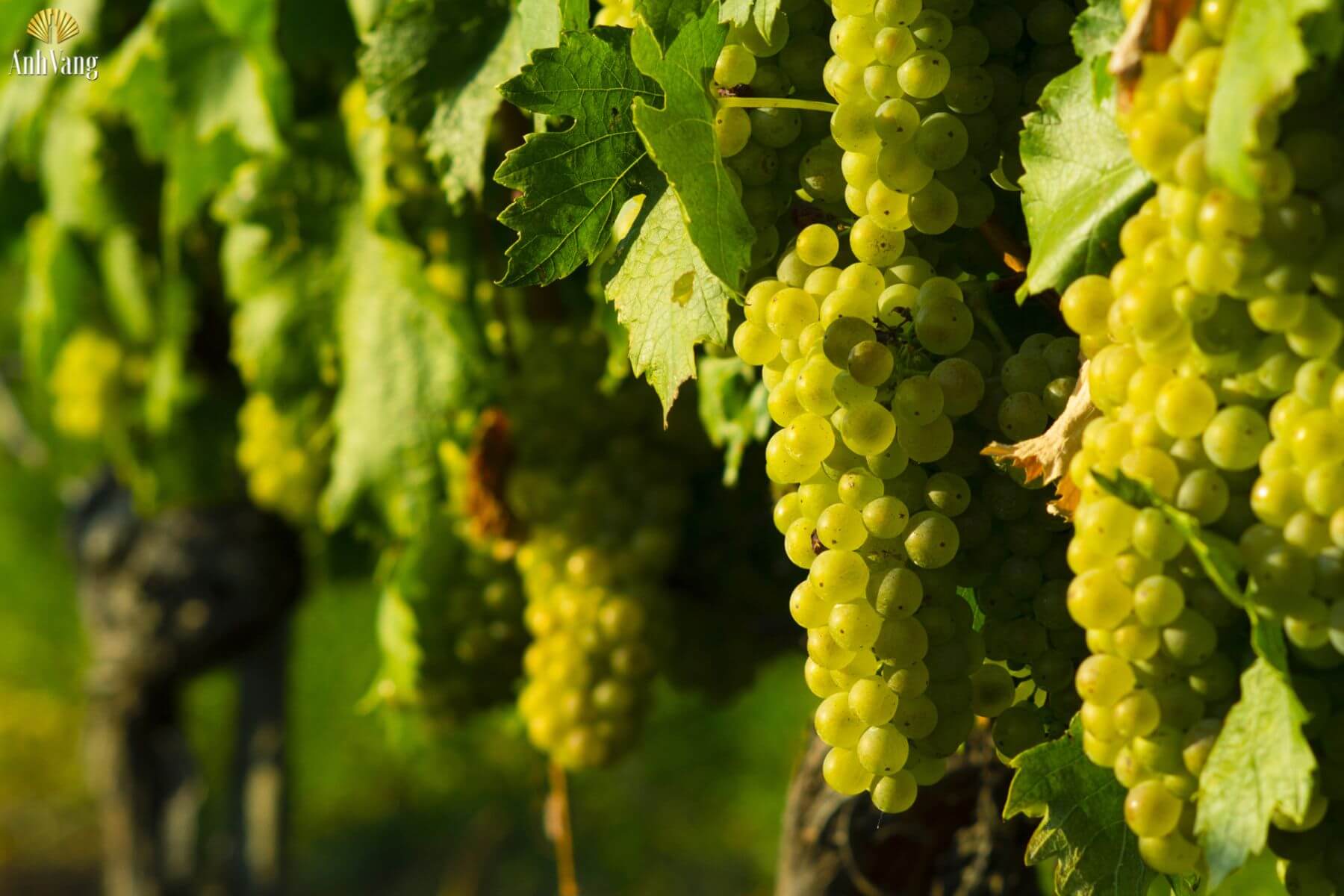 nho-moscato-thu-hoach-muon