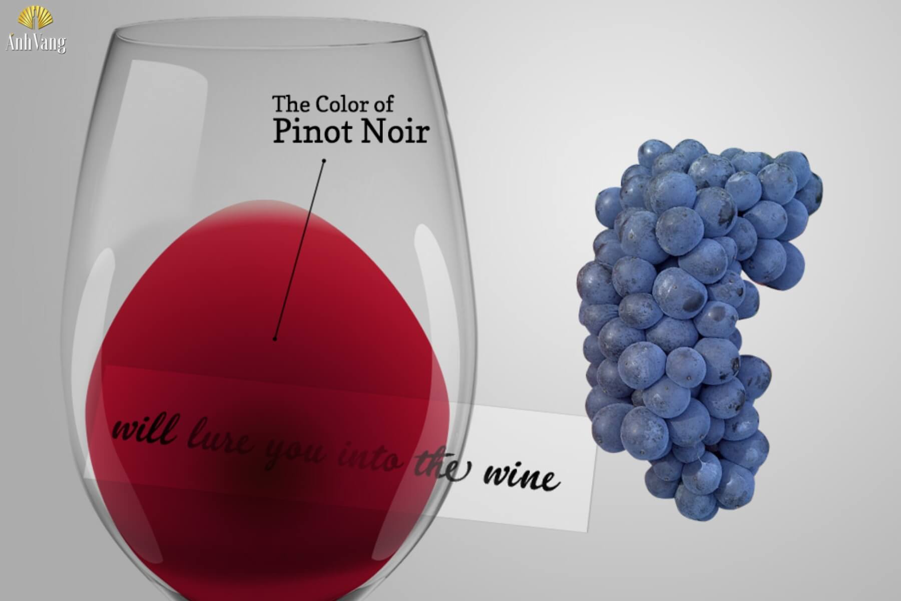 nho-pinot-noir-la-gi