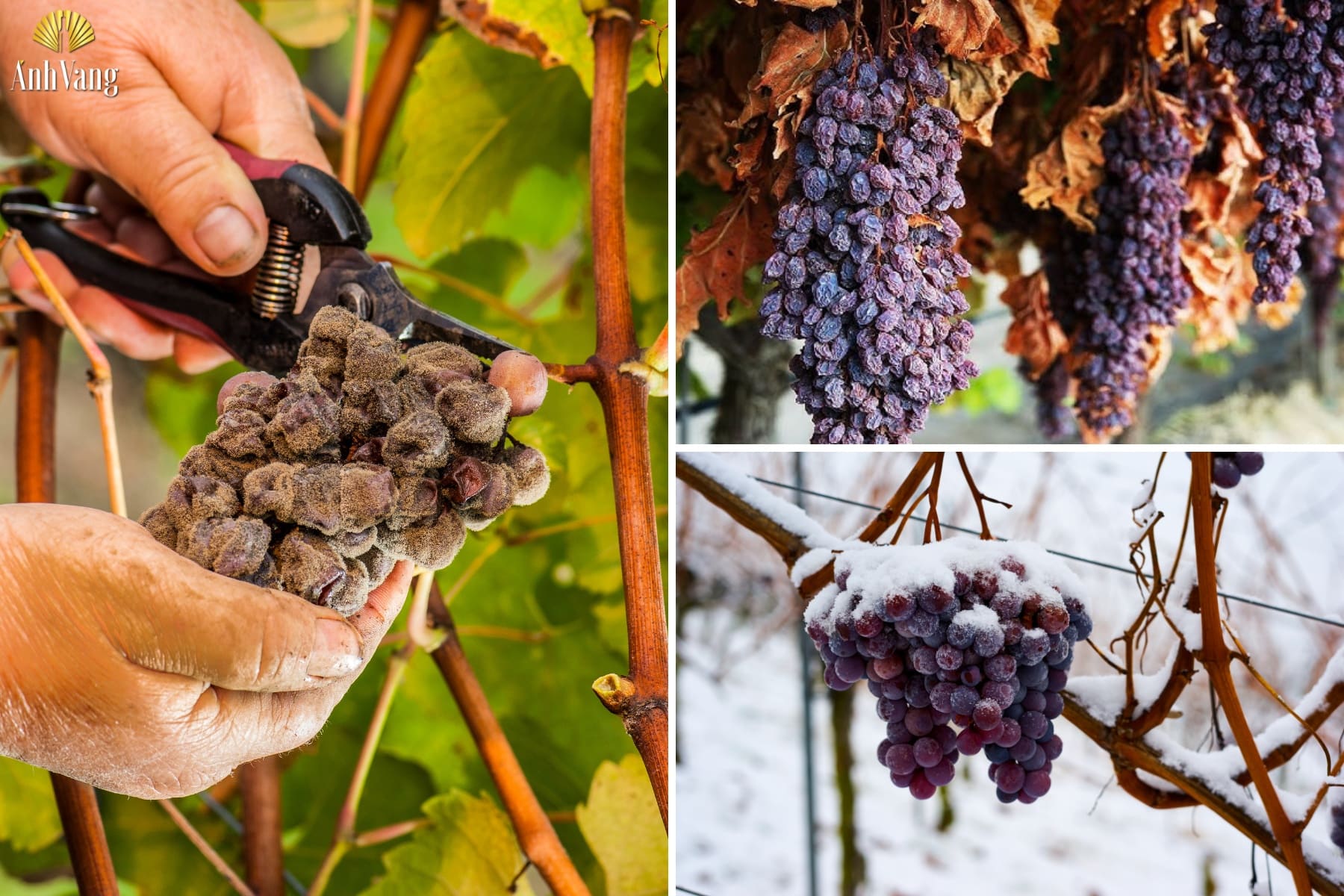 quy-trinh-san-xuat-ruou-vang-ngot-truoc-len-men