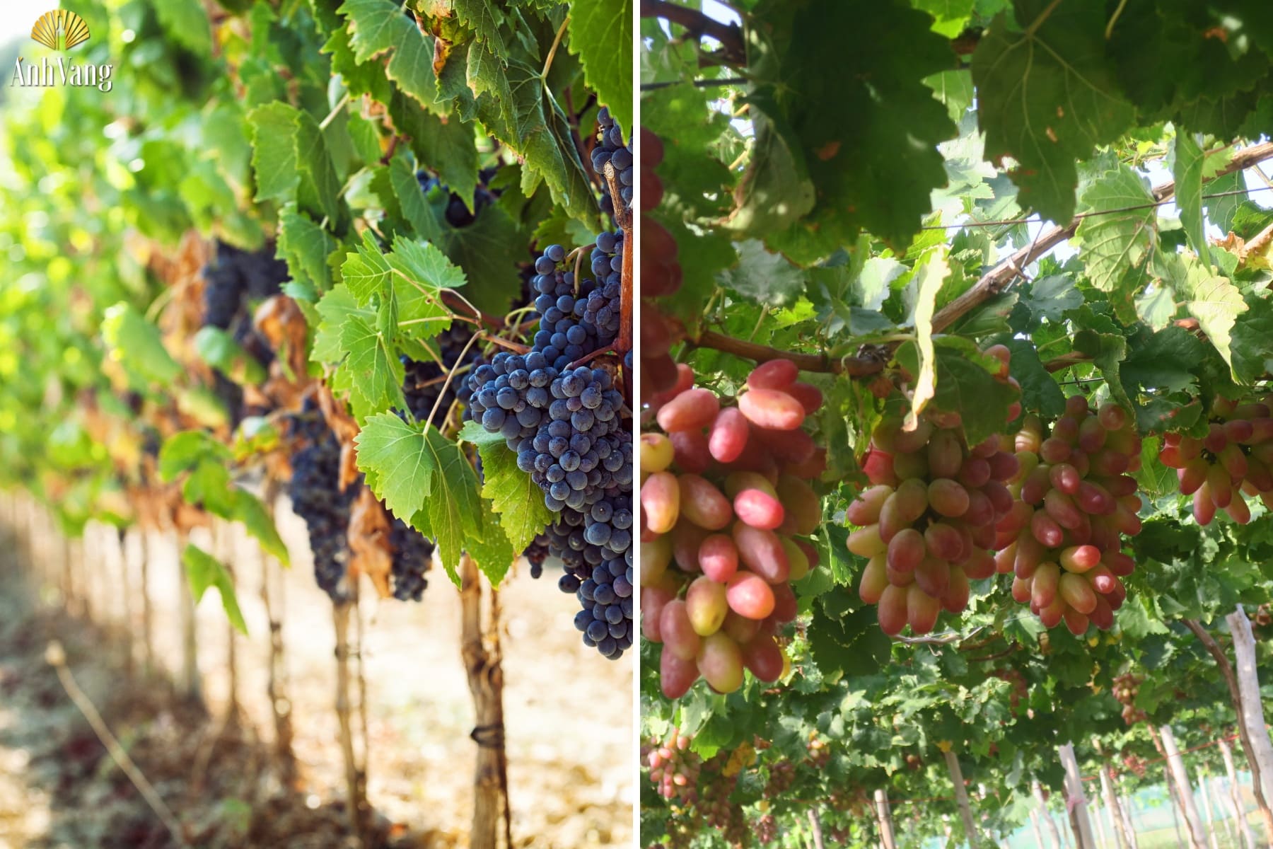 su-khac-biet-giua-nho-de-an-va-nho-lam-ruou-vang-2