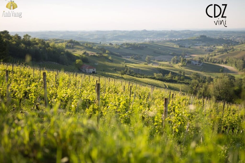 thuong-hieu-cdz-vini