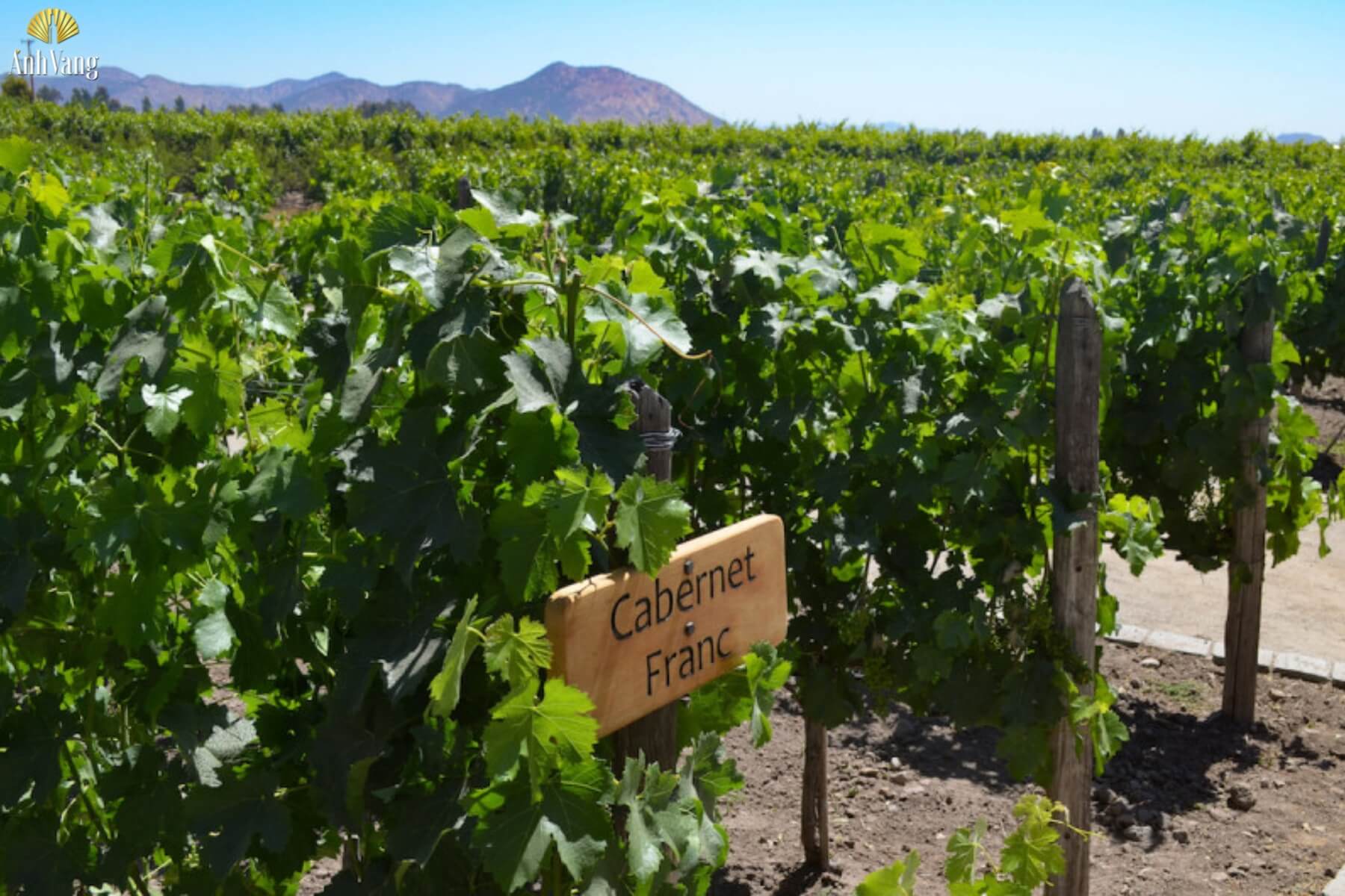vung-trong-nho-cabernet-franc