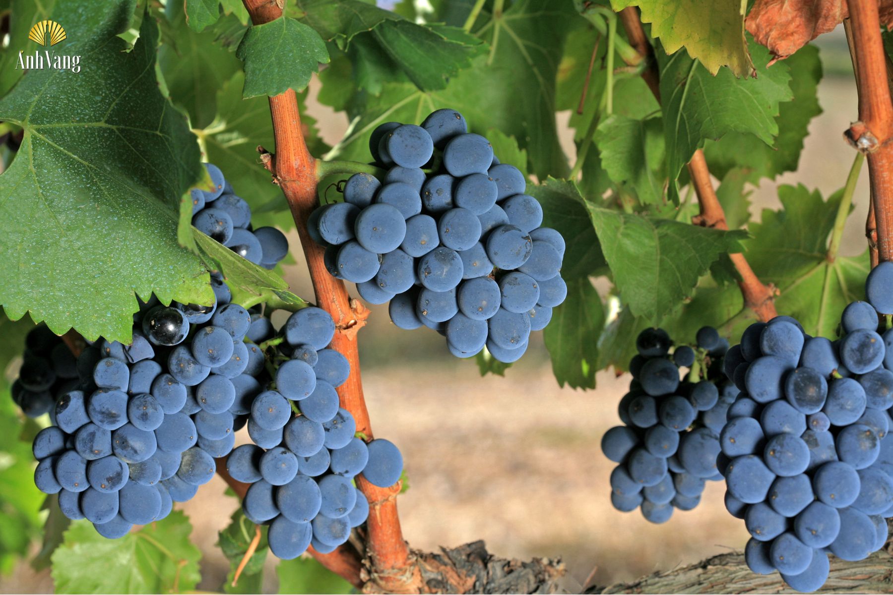 vung-trong-nho-salento-1