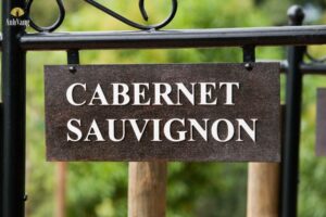 10-su-that-thu-vi-ve-cabernet-sauvignon