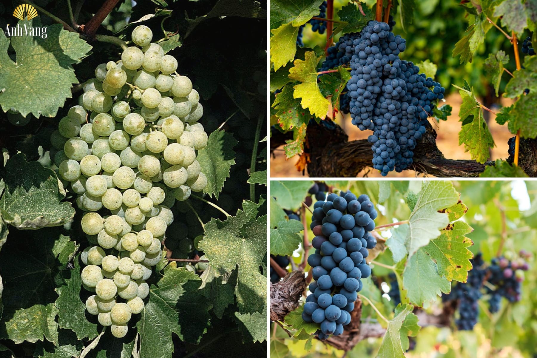 cac-giong-nho-cua-vung-ruou-vang-albacete