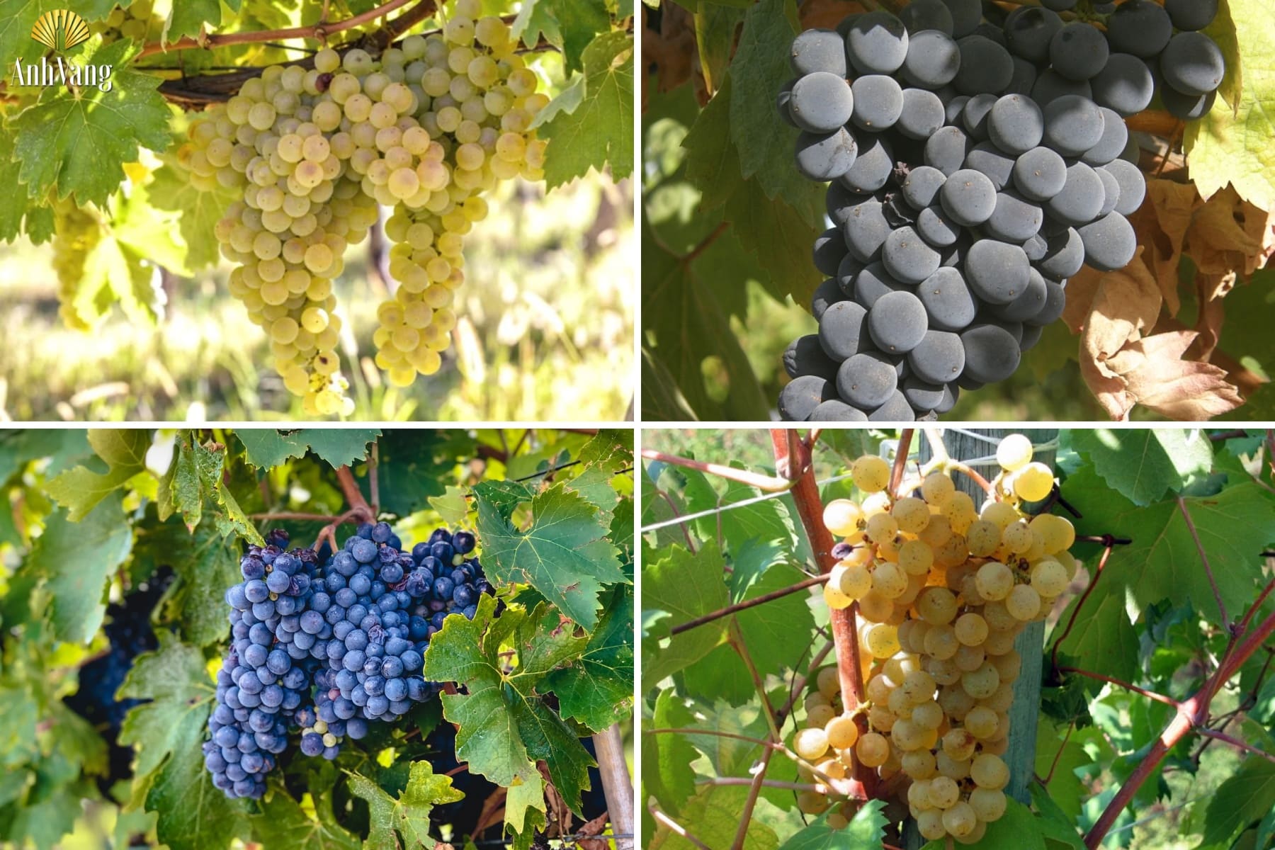 cac-giong-nho-cua-vung-ruou-vang-marche
