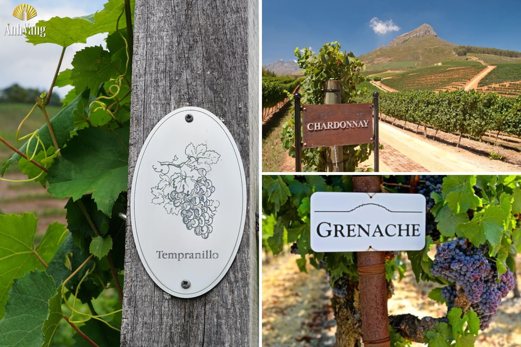 cac-giong-nho-vung-ruou-vang-valencia