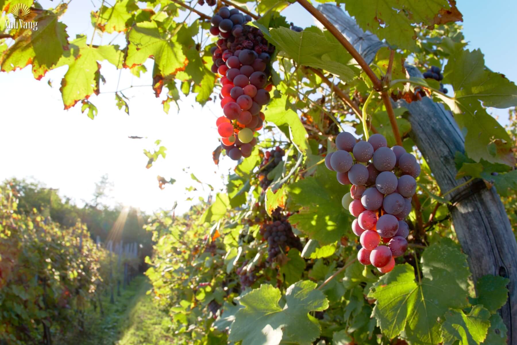 chat-luong-nho-anh-huong-den-do-ruou