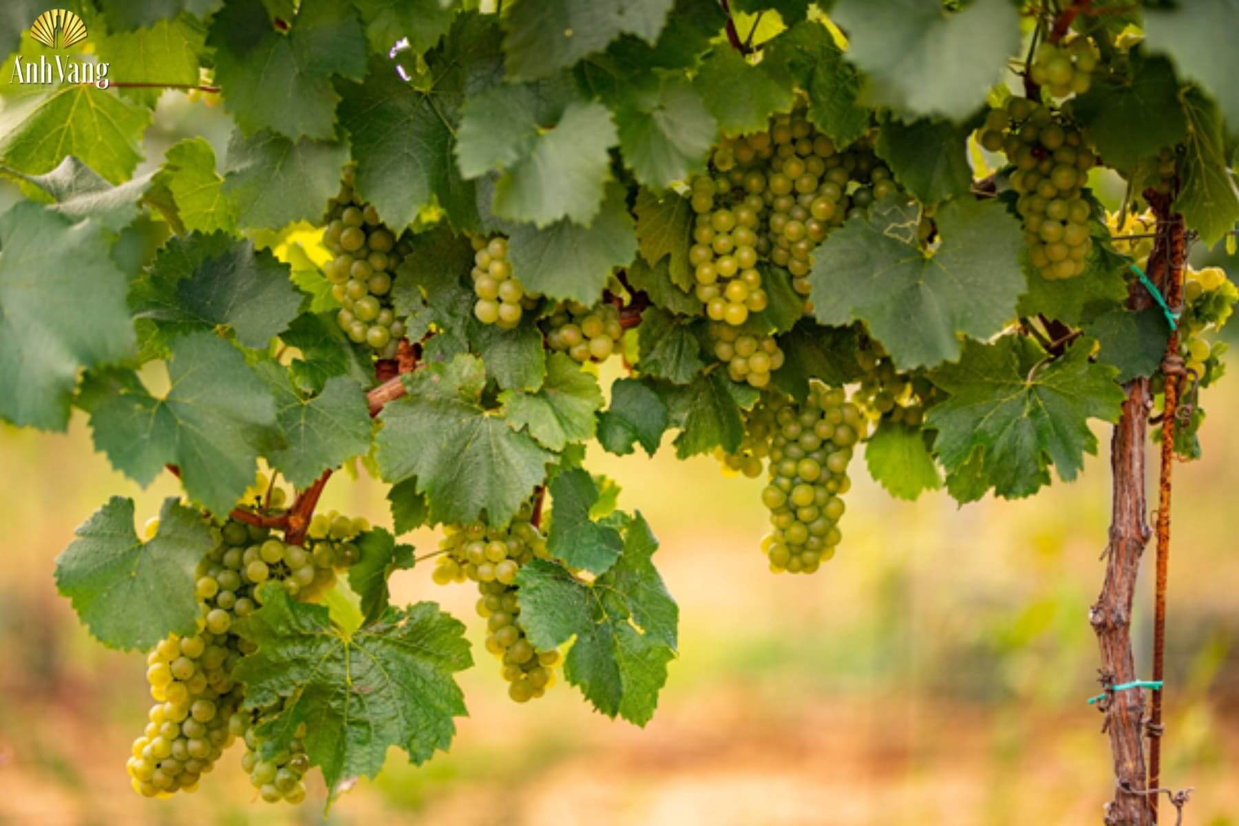 dac-diem-giong-nho-grillo