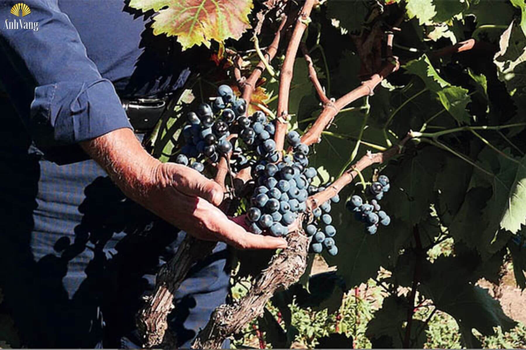 dac-diem-nho-susumaniello