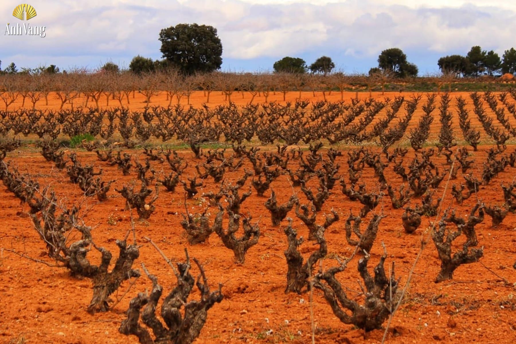 dac-diem-vung-ruou-vang-albacete