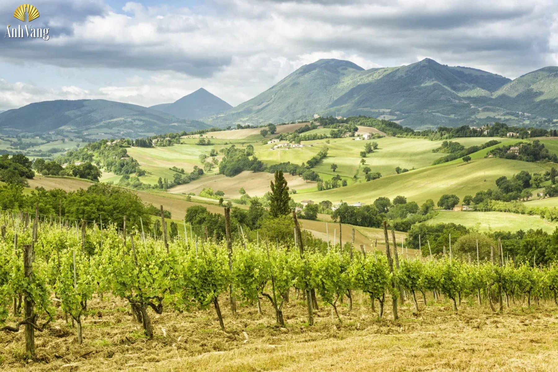 dac-diem-vung-ruou-vang-marche