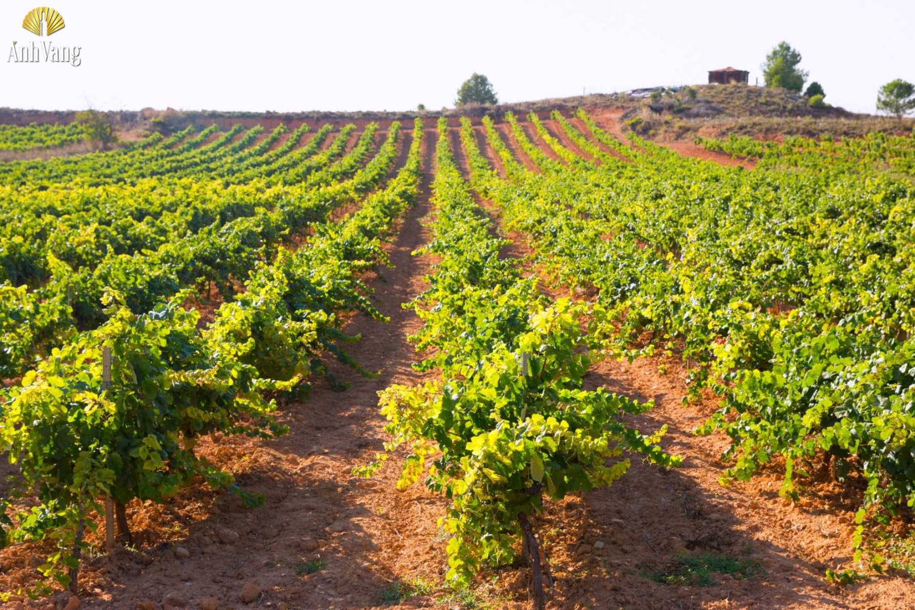 dac-diem-vung-ruou-vang-valencia