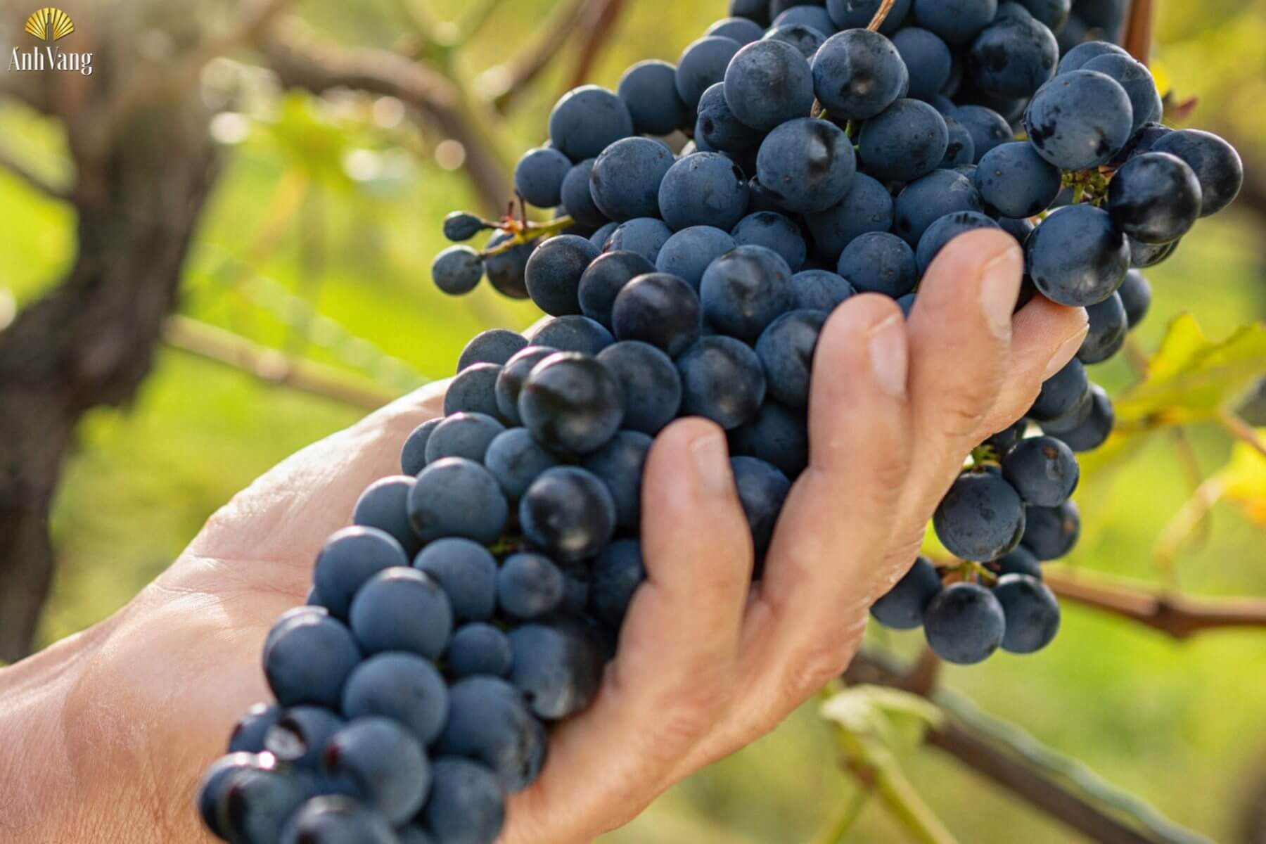 dac-trung-cua-nho-teroldego