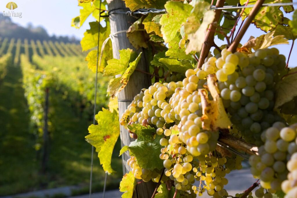 gioi-thieu-nho-pinot-blanc