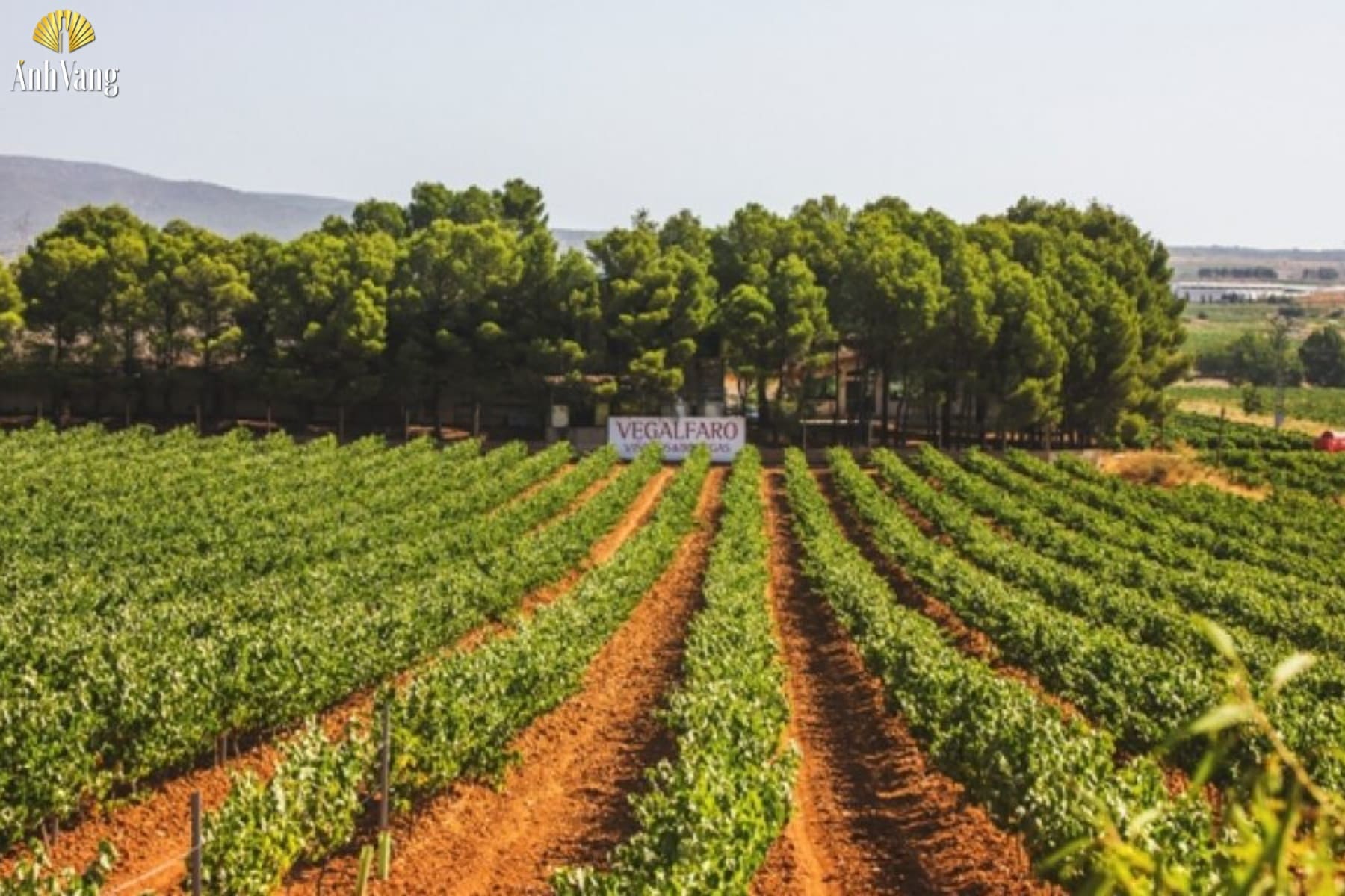 gioi-thieu-vung-ruou-vang-valencia