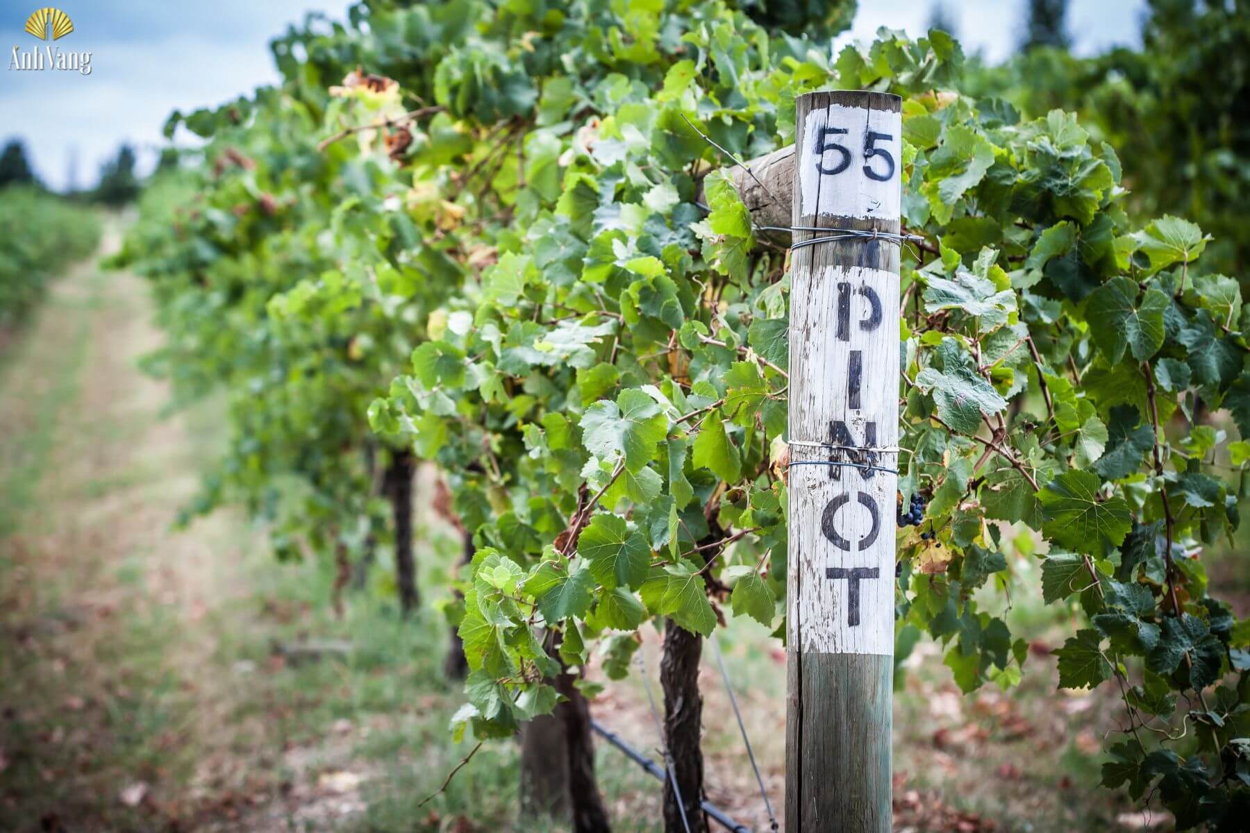 giong-nho-pinot-blanc-1