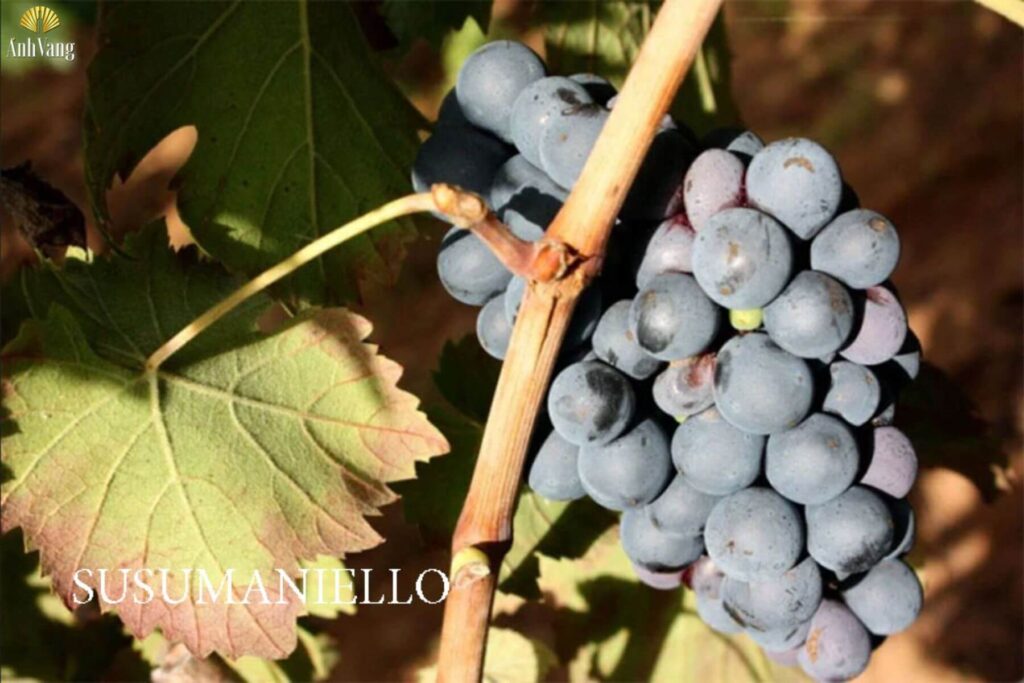 giong-nho-susumaniello-1