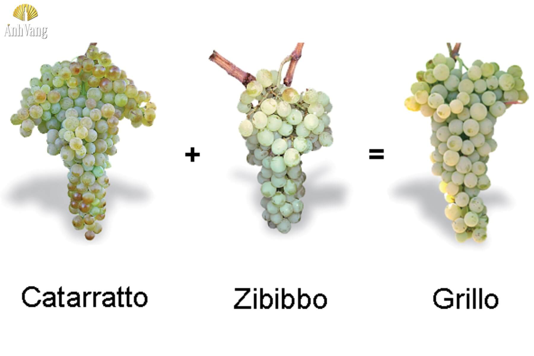 lich-su-giong-nho-grillo