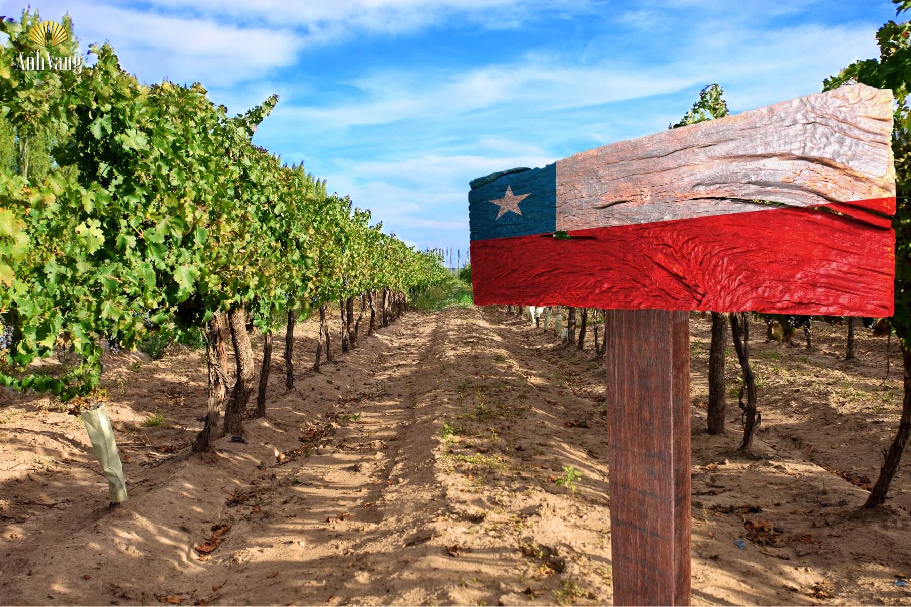 lua-chon-hang-dau-o-chile