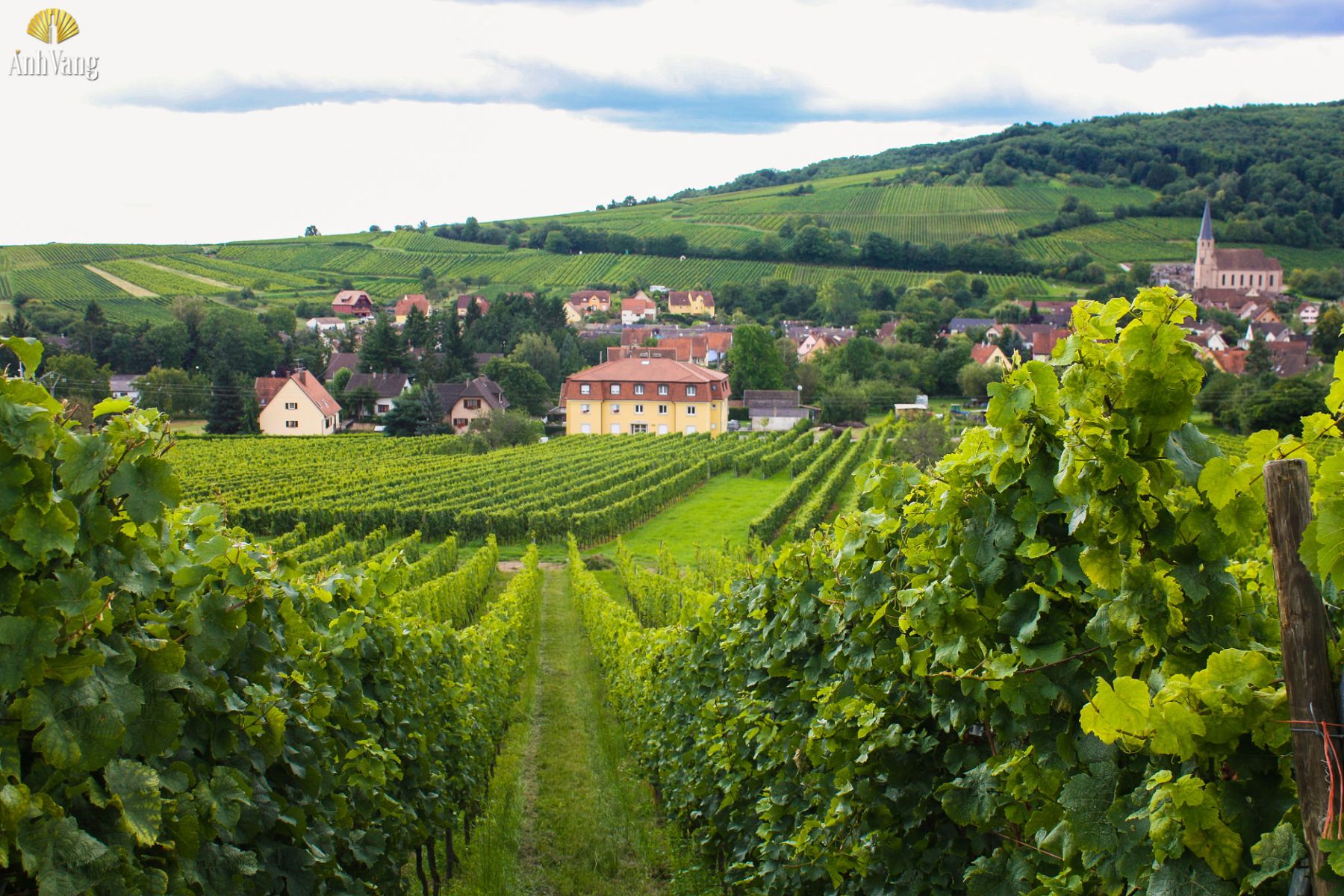 noi-trong-nho-Gewurztraminer