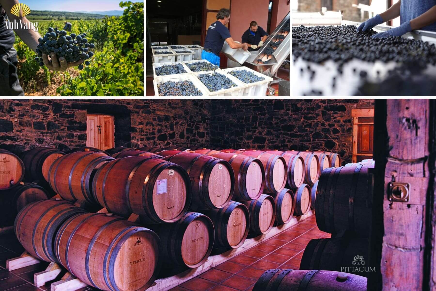 quy-trinh-san-xuat-thuong-hieu-pittacum