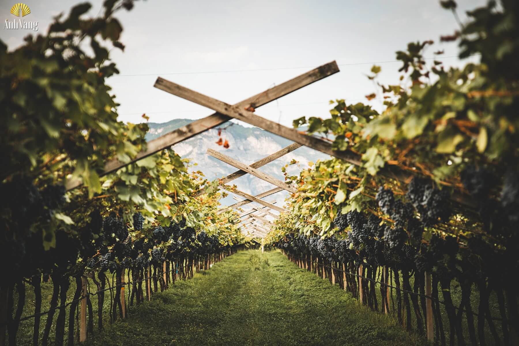 trentino-trong-nho-teroldego