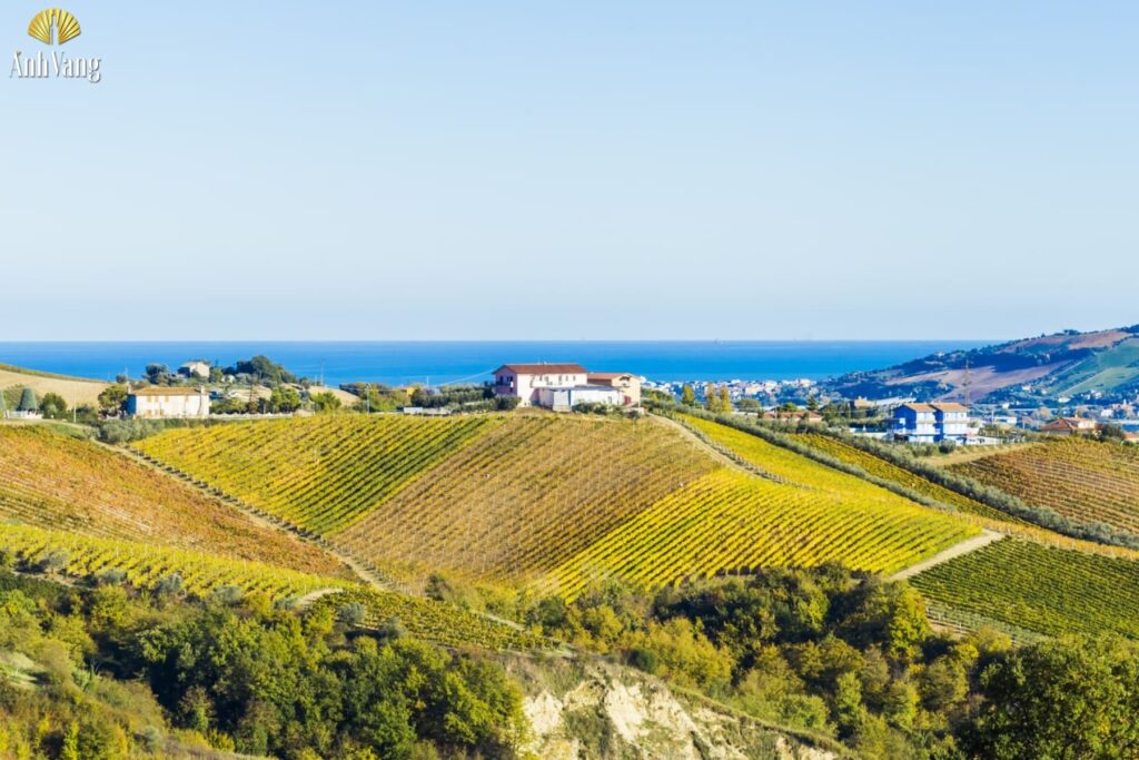 vung-ruou-vang-marche