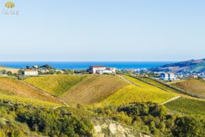 vung-ruou-vang-marche