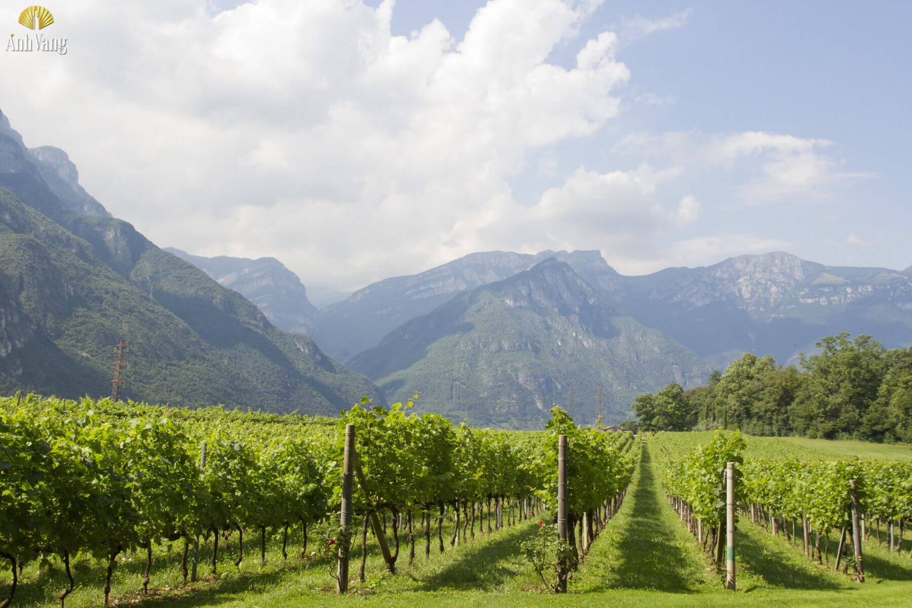 Trentino-Alto-Adige-trongnho-lagrein