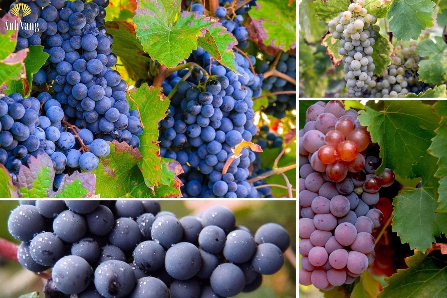 cac-giong-nho-cua-vung-ruou-vang-alicante