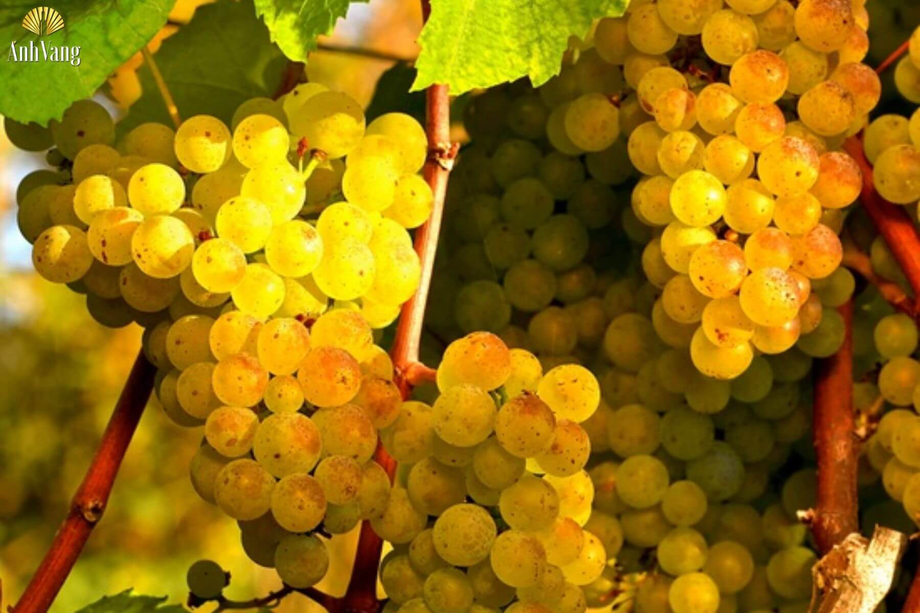 cac-loai-ruou-cognac-nguyen-lieu