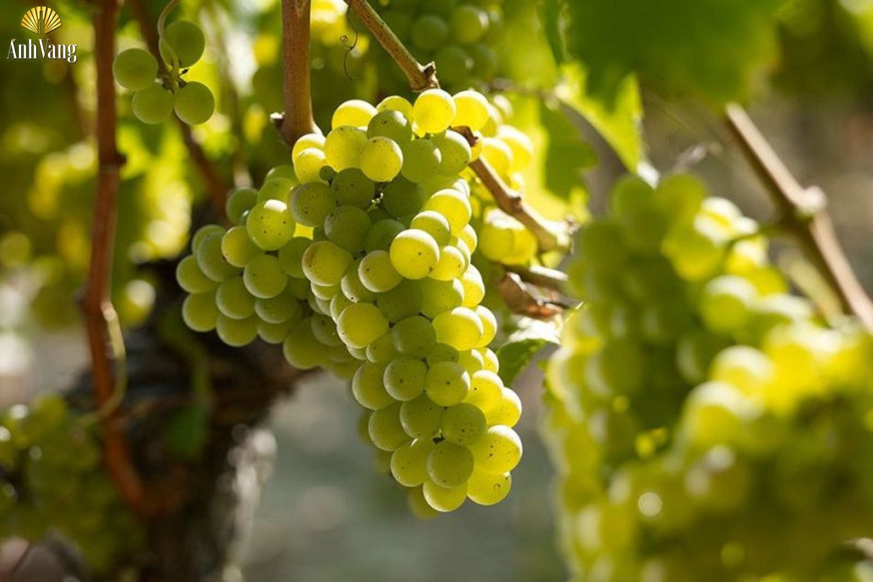 cac-loai-ruou-xo-duoc-lam-tu-dau