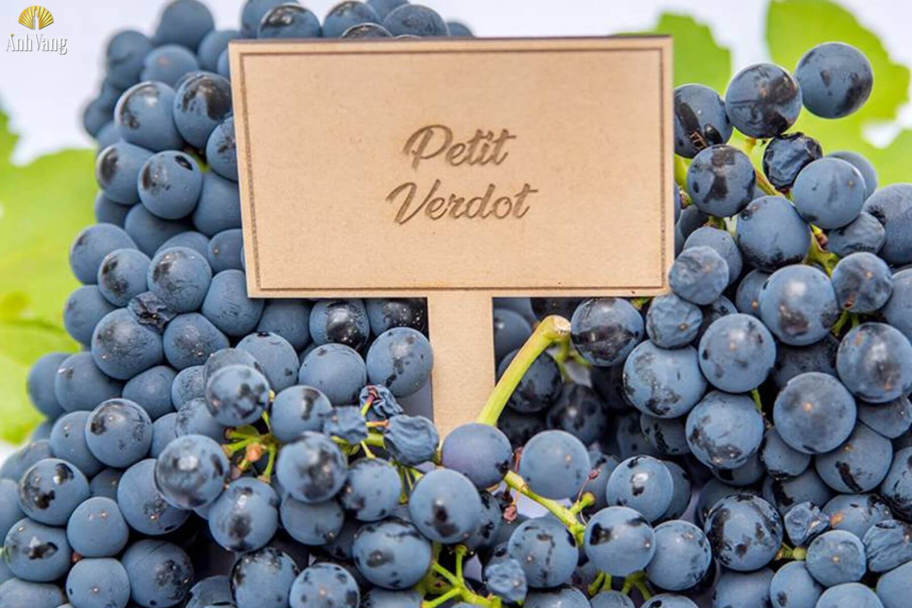 cac-nuoc-trong-petit-verdot