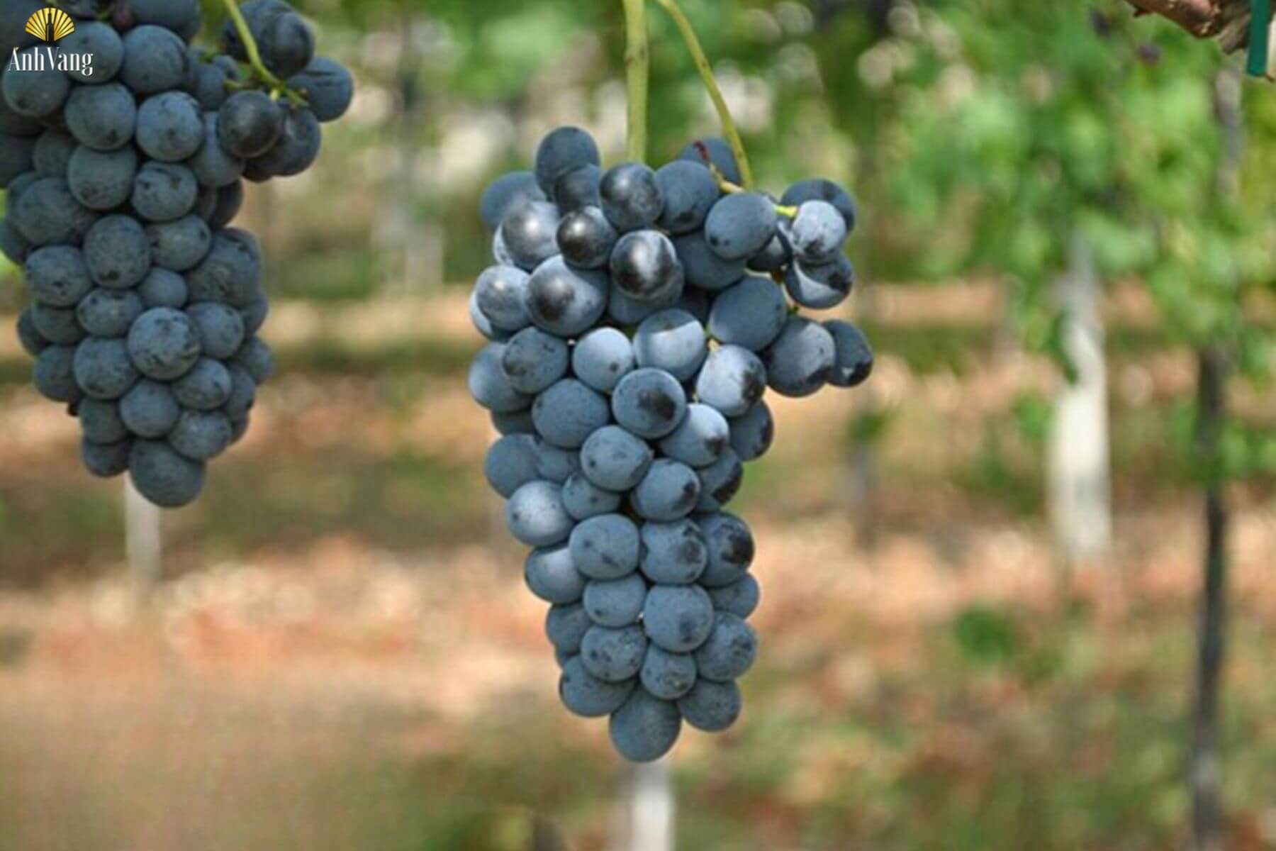 cac-vung-trong-nho-Rondinella