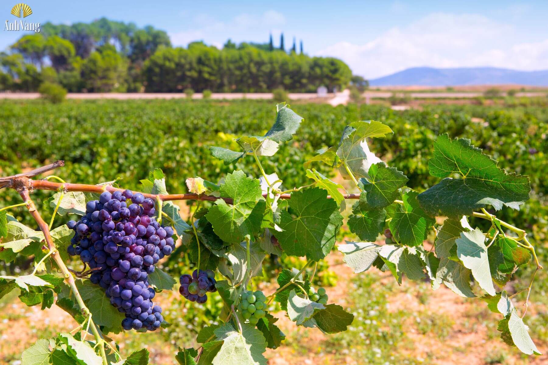 cac-vung-trong-nho-bobal