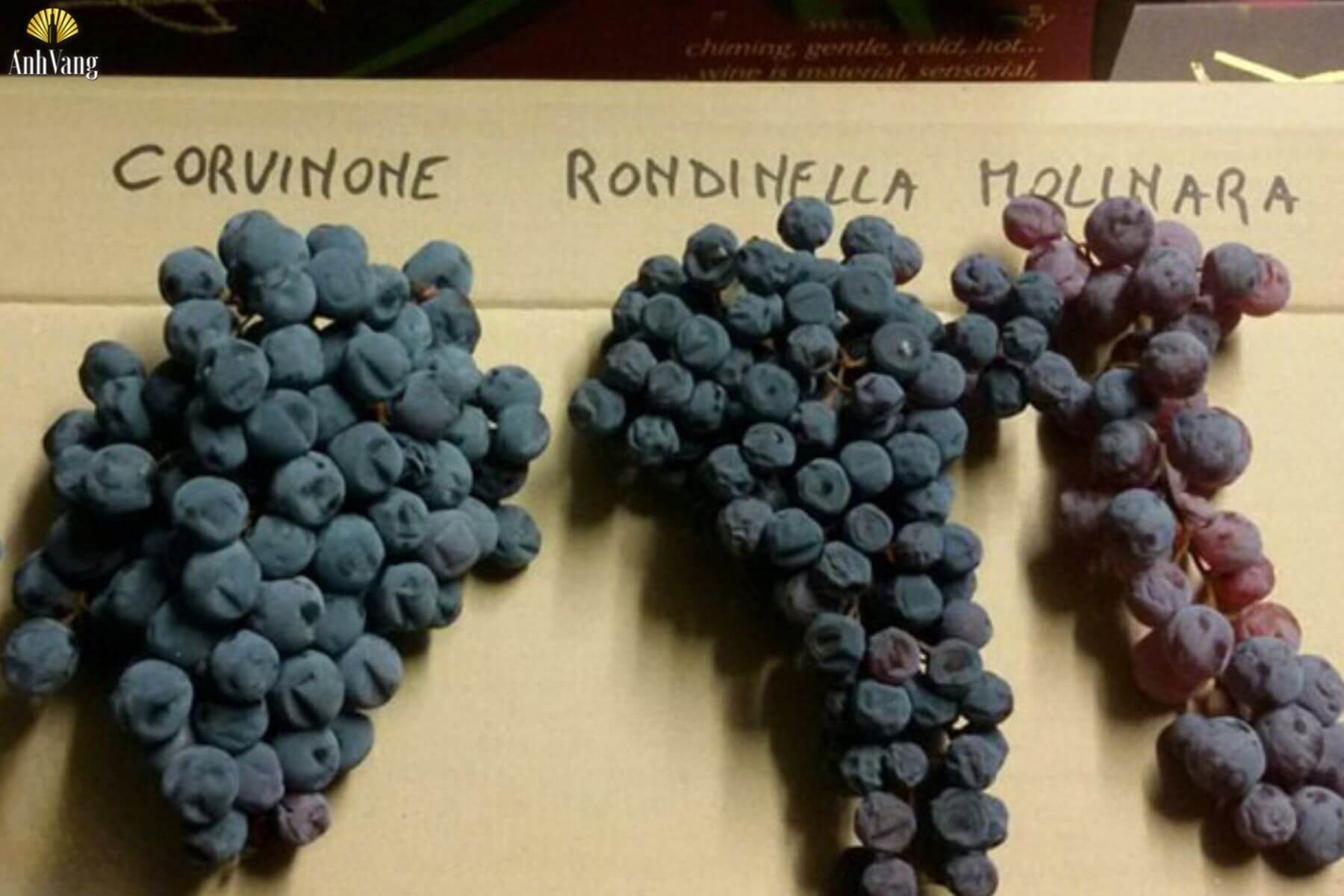 dac-diem-giong-nho-Rondinella