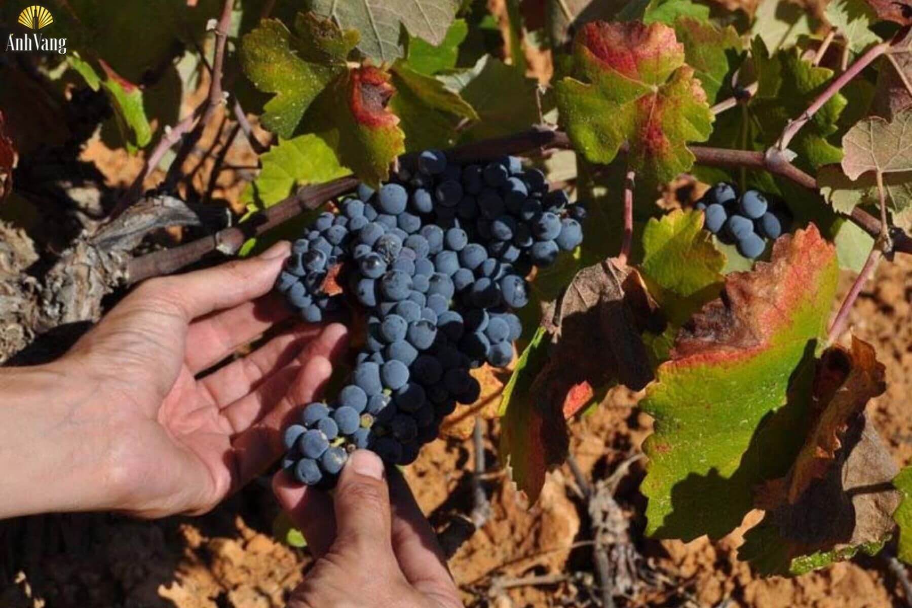 dac-diem-giong-nho-bobal