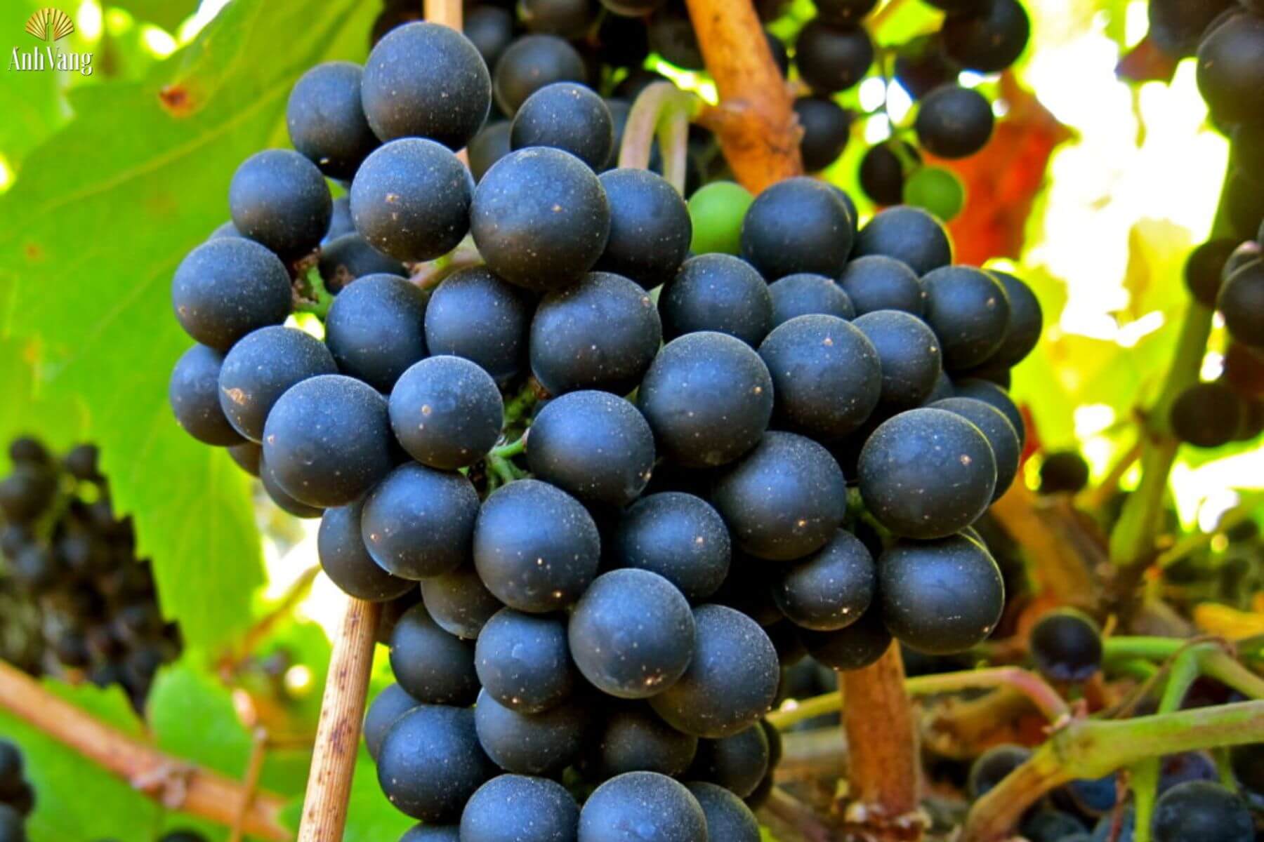 dac-diem-giong-nho-petit-verdot