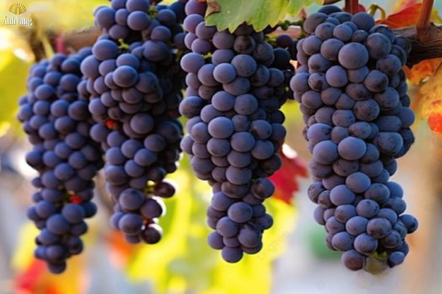 dac-diem-nho-cinsault