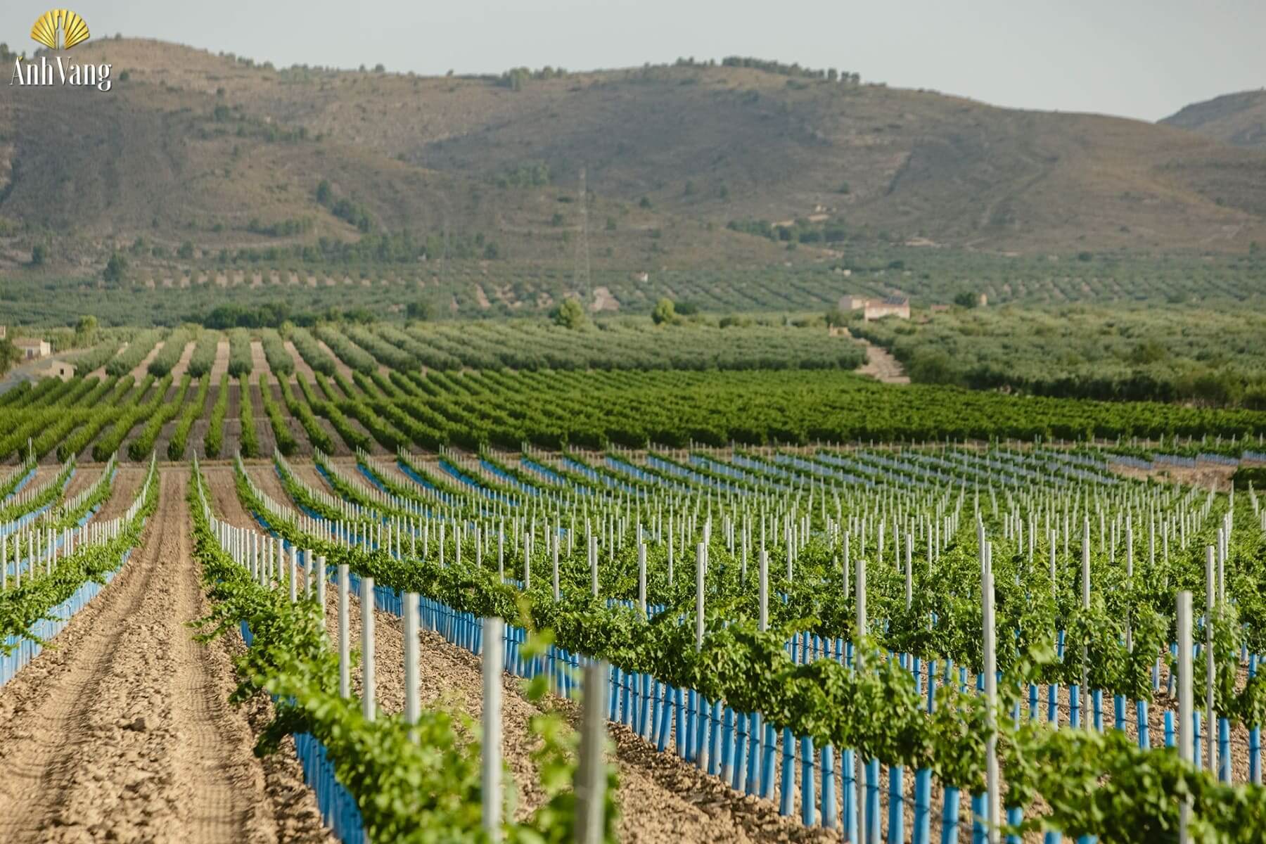 dac-diem-vung-ruou-vang-alicante