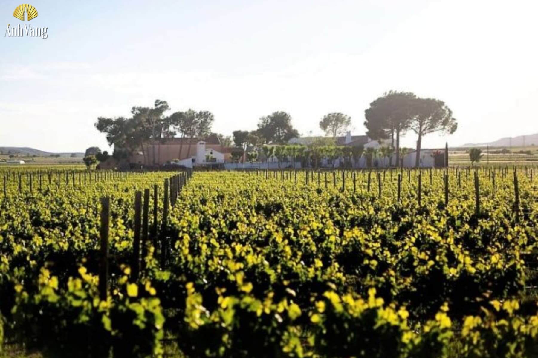 gioi-thieu-vung-ruou-vang-alicante