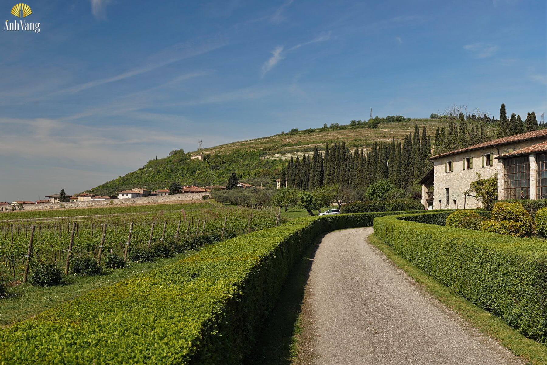 lich-su-giong-nho-Rondinella