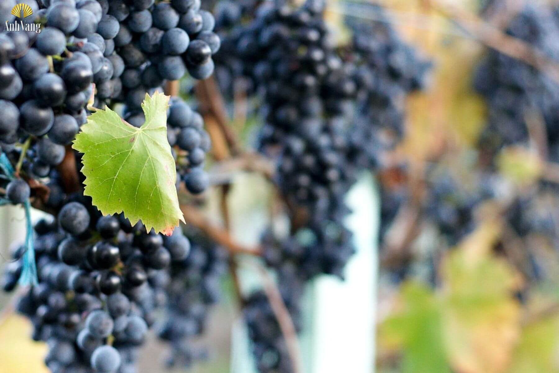 mui-huong-cua-lagrein