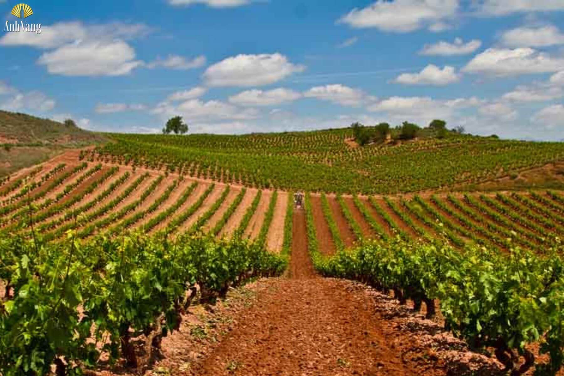 nguon-goc-nho-mazuelo