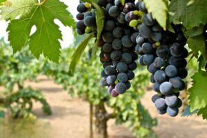 nho-cinsault