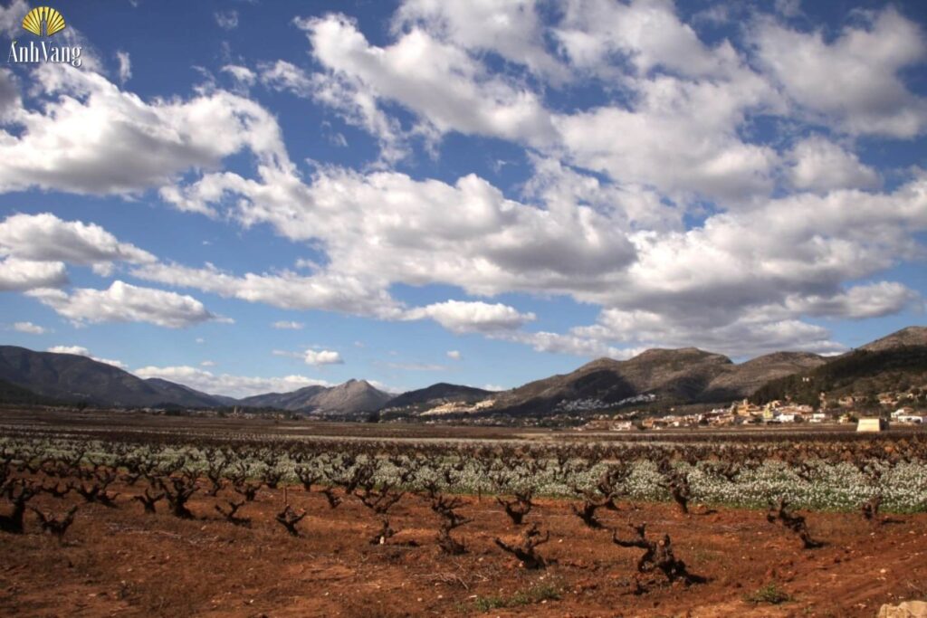 vung-ruou-vang-alicante